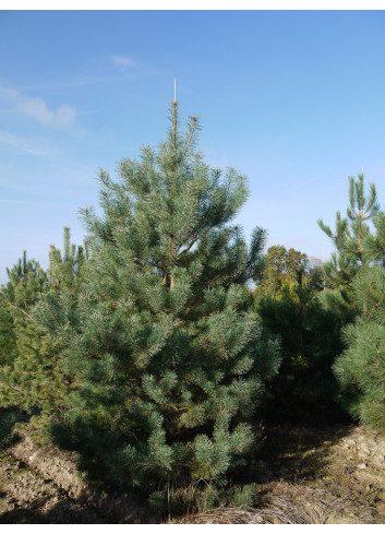 PINUS sylvestris