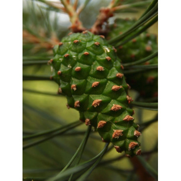 PINUS sylvestris