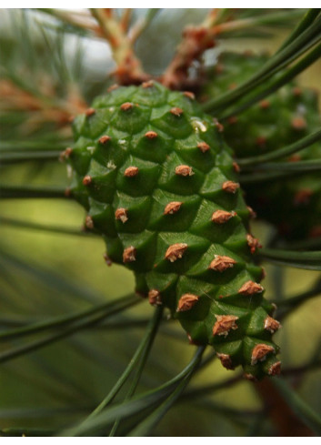 PINUS sylvestris