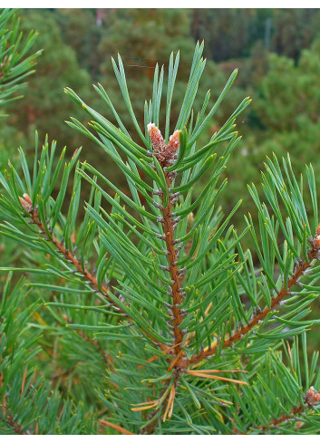 PINUS sylvestris