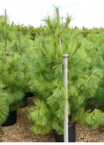 PINUS griffithii En pot de 35-50 litres