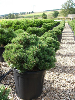 PINUS mugo MOPS En pot de 15-20 litres