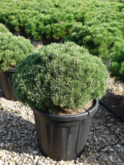 PINUS mugo MOPS En pot de 15-20 litres
