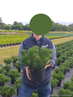 PINUS mugo var.mughus En pot de 4-5 litres