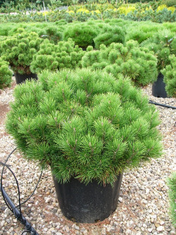 PINUS mugo var.pumilio En pot de 35-50 litres