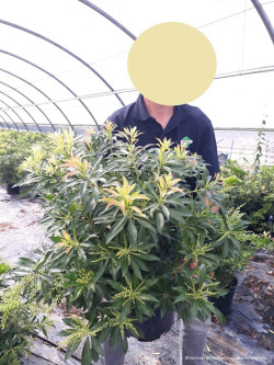 PIERIS japonica FOREST FLAME En pot de 10-12 litres