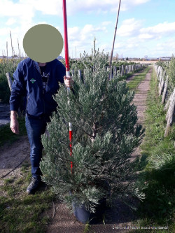 SEQUOIADENDRON giganteum En pot de 25-30 litres