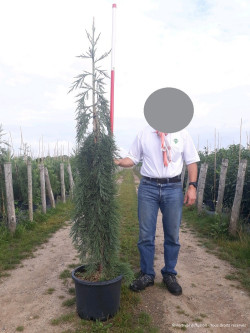 SEQUOIADENDRON giganteum PENDULUM En pot de 25-30 litres