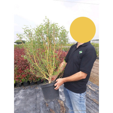 SALIX sepulcralis ERYTHROFLEXUOSA En pot de 10-12 litres