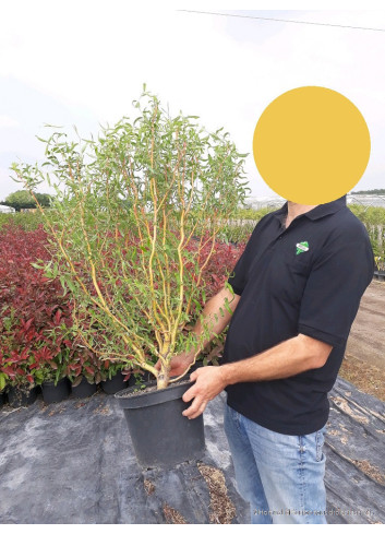 SALIX sepulcralis ERYTHROFLEXUOSA En pot de 10-12 litres