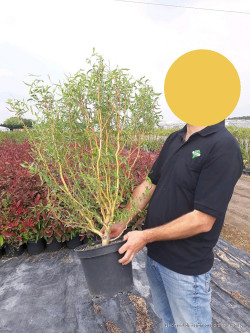 SALIX sepulcralis ERYTHROFLEXUOSA En pot de 10-12 litres
