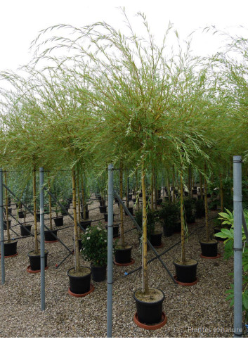 SALIX sepulcralis TRISTIS En pot de 35-50 litres forme tige hauteur du tronc 180-200 cm