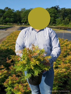 SORBARIA sorbifolia SEM En pot de 4-5 litres