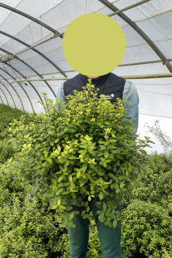 PITTOSPORUM tenuifolium GOLF BALL En pot de 15-20 litres
