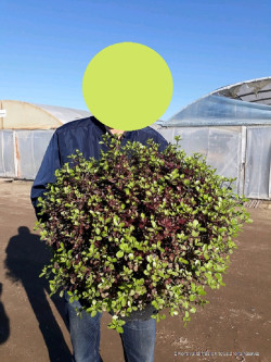 PITTOSPORUM tenuifolium TOM THUMB En pot de 15-20 litres