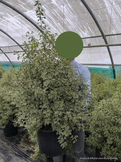 PITTOSPORUM tenuifolium VARIEGATUM En pot de 15-20 litres