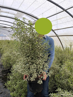 PITTOSPORUM tenuifolium VARIEGATUM En pot de 7-10 litres