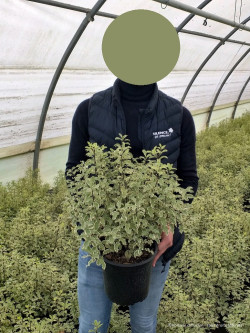 PITTOSPORUM tenuifolium VARIEGATUM En pot de 4-5 litres