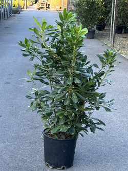 PITTOSPORUM tobira En pot de 10-12 litres