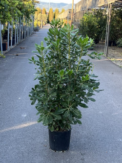 PITTOSPORUM tobira En pot de 15-20 litres