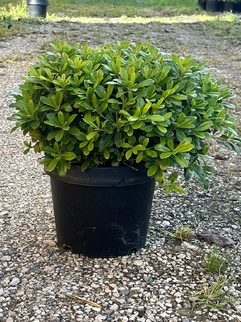 Pittosporum tobira - Pittosporum du Japon, un arbuste de bord de mer