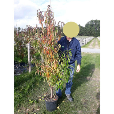 PRUNUS persica TAOFLORA PINK PINK En pot de 10-12 litres forme baliveau