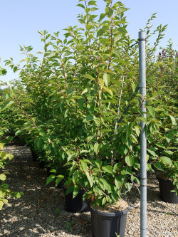 PRUNUS serrulata KANZAN En pot de 35-50 litres