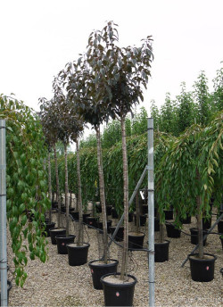 PRUNUS serrulata ROYAL BURGUNDY En pot 35-50 litres tige hauteur du tronc 190-210 cm
