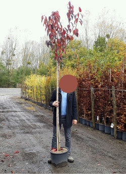 PRUNUS serrulata ROYAL BURGUNDY En pot 25-30 litres tige hauteur du tronc 190-210 cm