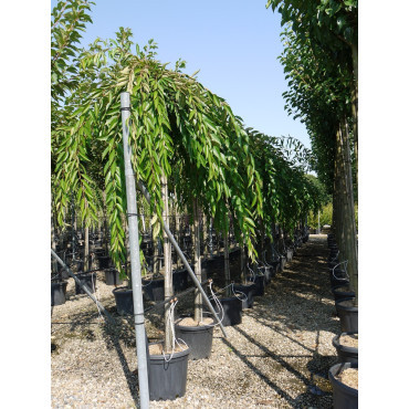 PRUNUS subhirtella PENDULA RUBRA En pot de 35-50 litres forme tige hauteur du tronc 180-200 cm