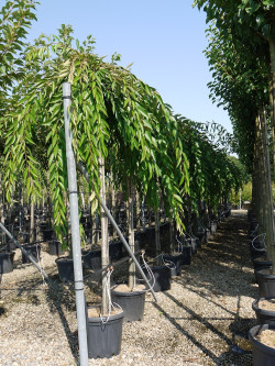 PRUNUS subhirtella PENDULA RUBRA En pot de 35-50 litres forme tige hauteur du tronc 180-200 cm