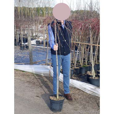 PRUNUS subhirtella PENDULA RUBRA En pot 10-12 litres forme tige hauteur du tronc 110-130 cm