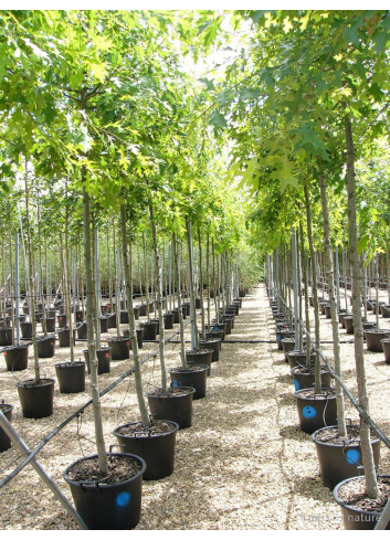 QUERCUS palustris En pot de 35-50 litres forme tige hauteur du tronc 180-200 cm