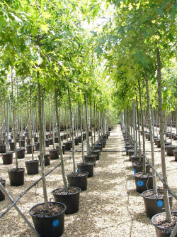 QUERCUS palustris En pot de 35-50 litres tige hauteur du tronc 190-210 cm