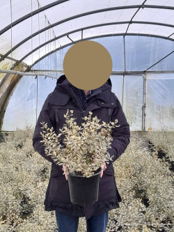 RHAMNUS alaternus ARGENTEOVARIEGATUS En pot de 4-5 litres