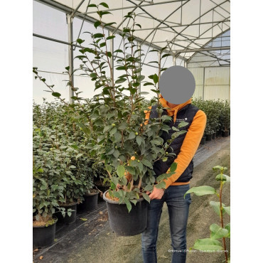 CAMELLIA sasanqua ROUGE En pot de 20-25 litres