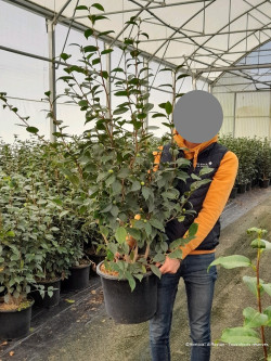 CAMELLIA sasanqua BLANC En pot de 20-25 litres