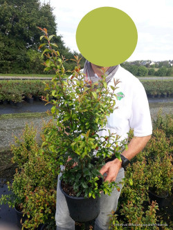 PUNICA granatum En pot de 4-5 litres