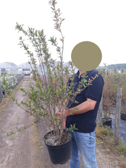PUNICA granatum f. plena En pot de 10-12 litres