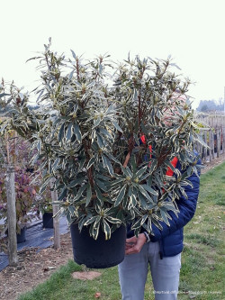 RHODODENDRON ponticum VARIEGATUM En pot de 15-20 litres