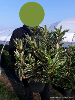 RHODODENDRON ponticum VARIEGATUM En pot de 7-10 litres