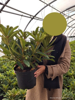 RHODODENDRON WILGENS RUBY En pot de 7-10 litres
