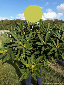 RHODODENDRON WILGENS RUBY En pot de 15-20 litres