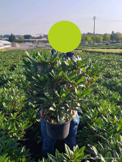 RHODODENDRON RED EYE En pot de 7-10 litres