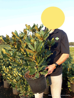 RHODODENDRON NOVA ZEMBLA En pot de 7-10 litres