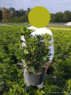 RHODODENDRON MADAME MASSON En pot de 7-10 litres
