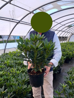 RHODODENDRON MADAME MASSON En pot de 4-5 litres