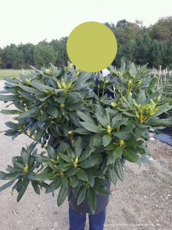 RHODODENDRON MADAME MASSON En pot de 15-20 litres