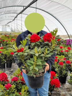 RHODODENDRON LORD ROBERTS En pot de 7-10 litres