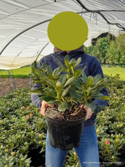 RHODODENDRON HORIZON MONARCH En pot de 7-10 litres